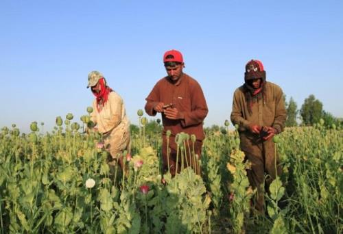 راهبرد ایران برای مقابله با تولید موادمخدر آمادگی برای اجرای کشت جایگزین در افغانستان