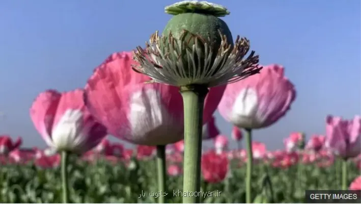 تصویب کشت شقایق الیفرا برای تأمین موادمخدر دارویی کشور